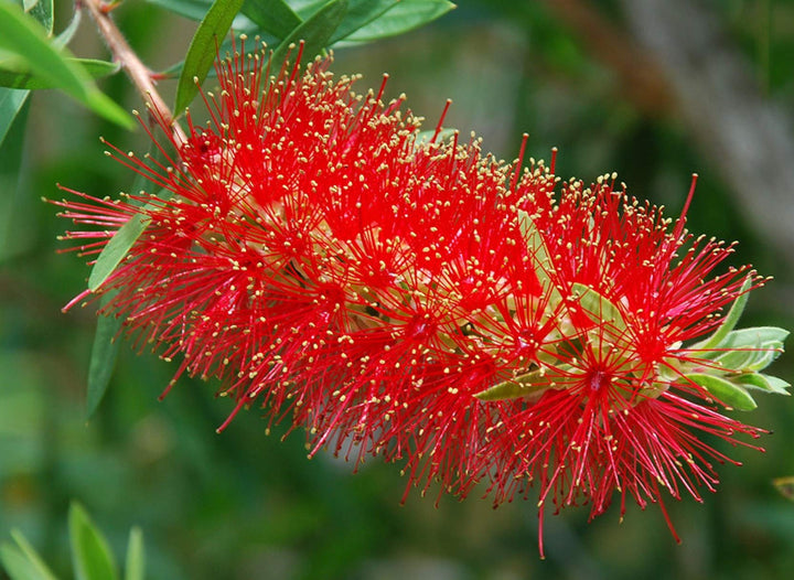 Green Will Bottle Brush Flower Seeds for Planting | Heirloom Non-GMO High Germination Organic Garden Seeds