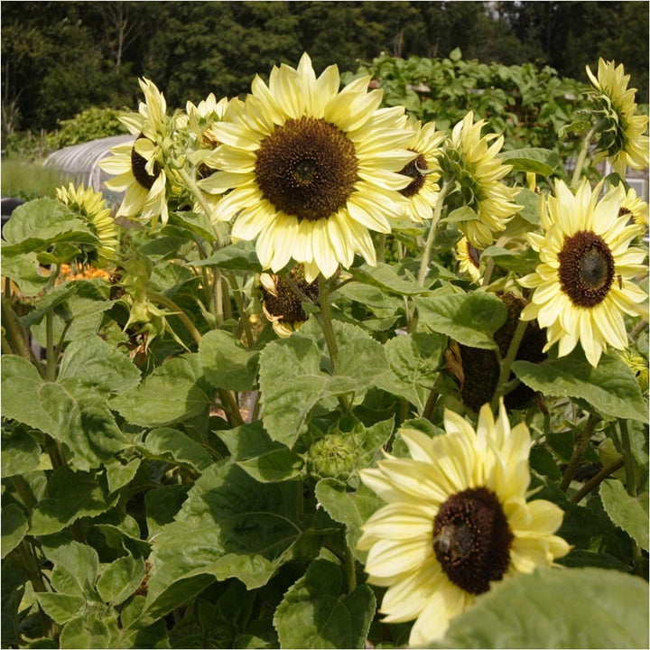 Yellow Sunflower Perennial Flower Seeds for Planting - Heirloom, Non-GMO, High Germination Organic Garden Seeds