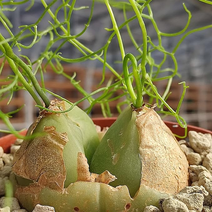 Bowiea Volubilis Seeds for Planting – Heirloom, Non-GMO, Rare Climbing Succulent – High Germination