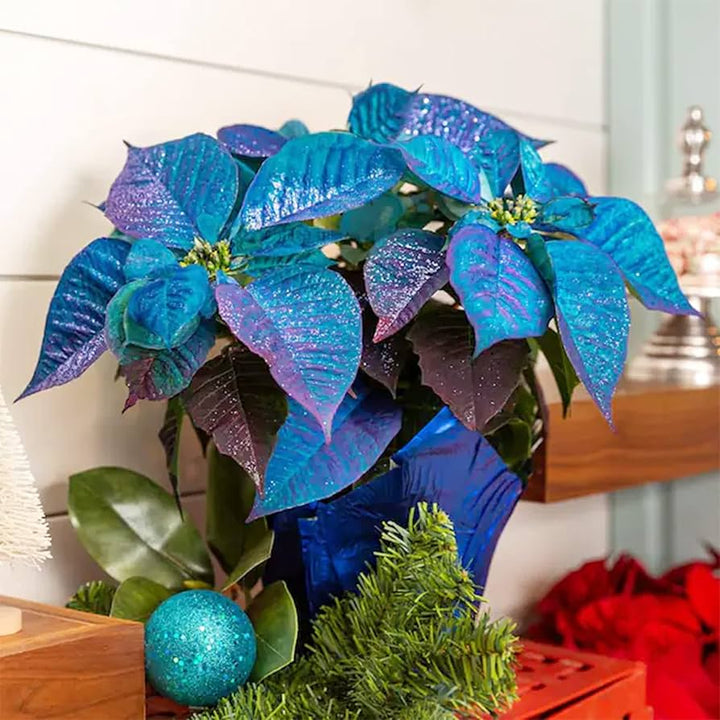 Blue Poinsettia Flower Seeds for Planting – Heirloom, Non-GMO, Drought Tolerant High Germination Seeds