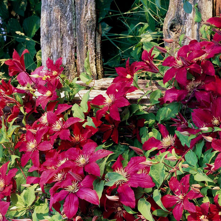 Flower Seeds, Seeds,Seeds For Planting,Plant Seeds