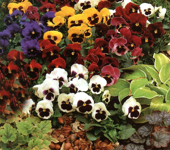 Multi Colour Pansy Flower Seeds for Planting – Heirloom, Non-GMO Wildflower Mix for Home Garden