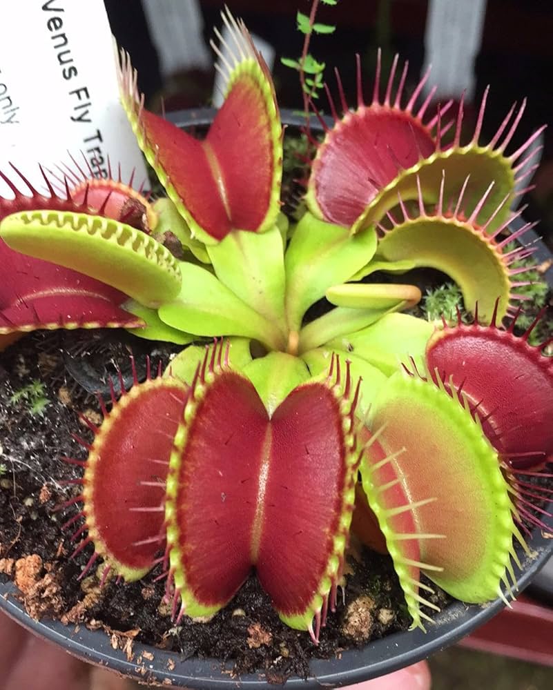 Red Catching Plant or Venus Fly Trap Seeds for Planting – Heirloom Non-GMO High Germination Seeds