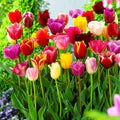 Multi-Colour Tulip Flower Seeds for Planting – Heirloom, Non-GMO, High Germination Organic Garden Seeds