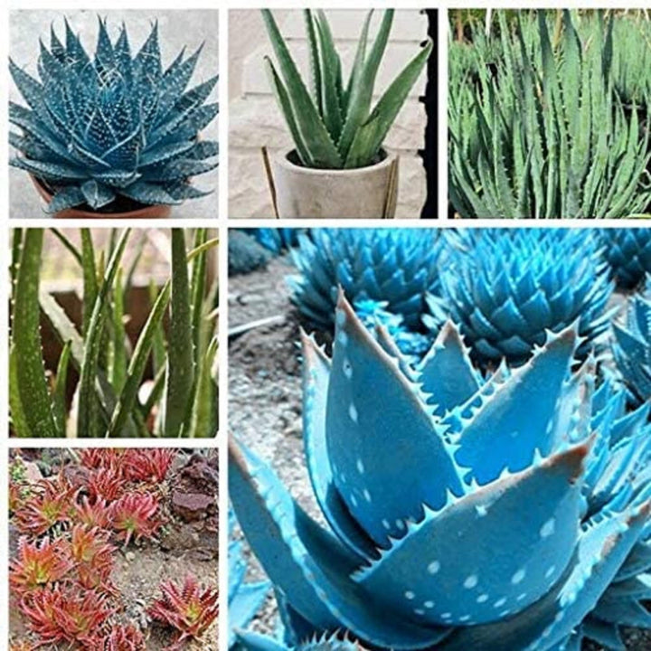 Mixed Color Aloe Vera Seeds for Planting – Heirloom, Non-GMO, High Germination Organic Garden Seeds