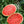 Black Diamond Watermelon Fruit seeds for planting – Heirloom & Non-GMO Garden seeds