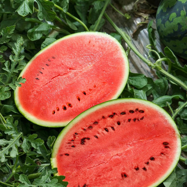 Black Diamond Watermelon Fruit seeds for planting – Heirloom & Non-GMO Garden seeds