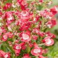 Red Penstemon Hartwegii Flower Seeds for Planting – Heirloom, Non-GMO, High Germination Organic Garden Seeds