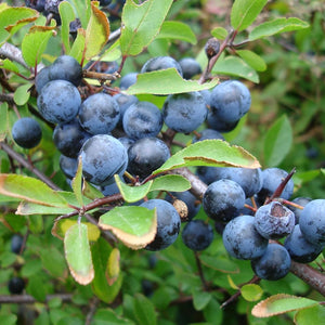 Fruit Seeds,Garden seeds, Seeds For Planting,Plant Seeds