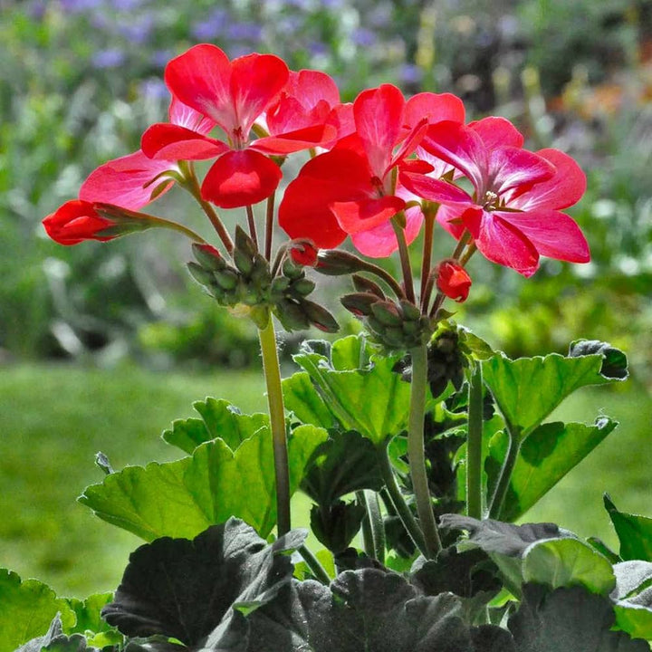 Geraniums Deep Red Flower Seeds for Planting – Heirloom Non-GMO High Germination Organic Garden Seeds