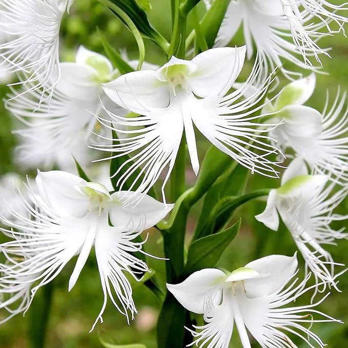 Flower Seeds, Seeds,Seeds For Planting,Plant Seeds