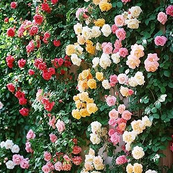 Mixed Climbing Rose Seeds Flower Seeds for Planting – Heirloom, Non-GMO, High Germination