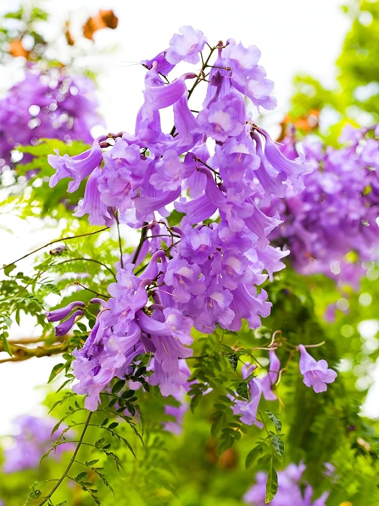 Purple Jacaranda Flower Seeds for Planting – Heirloom, Non-GMO, High Germination Organic Garden Seeds