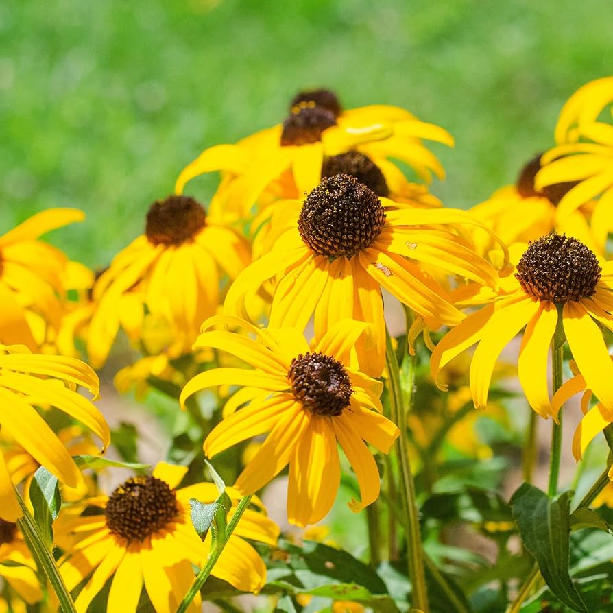 Yellow Goldsturm Flower Seeds for Planting – Hardy Perennial Black-Eyed Susan Variety