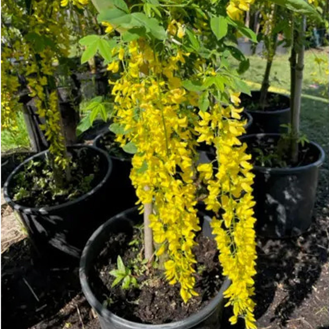Yellow Chiastophyllum Flower Seeds for Planting – Perennial Rock Garden Blooms