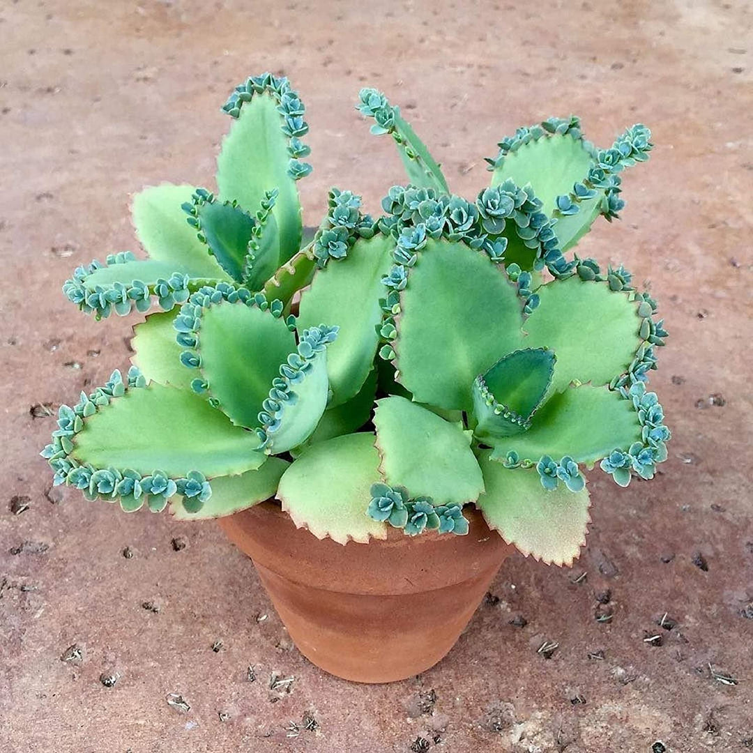 Kalanchoe Daigremontiana Flower Seeds for Planting – Heirloom Non-GMO High Germination Organic Garden Seeds