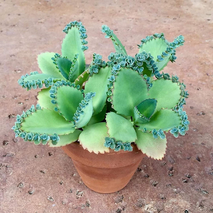 Kalanchoe Daigremontiana Flower Seeds for Planting – Heirloom Non-GMO High Germination Organic Garden Seeds