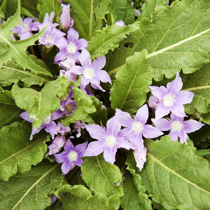 Flower Seeds, Seeds,Seeds For Planting,Plant Seeds