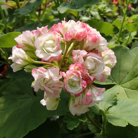 Flower Seeds, Seeds,Seeds For Planting,Plant Seeds