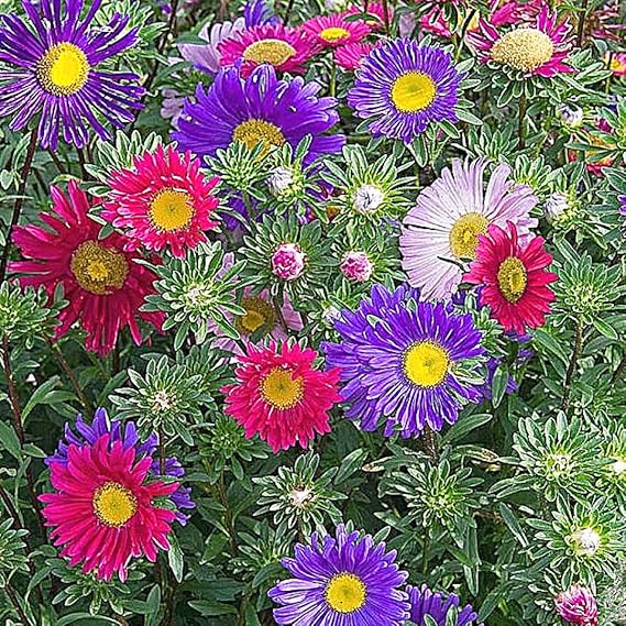 Aster China Flower Seeds for Planting – Wildflower Mix Heirloom Non-GMO High Germination Organic Garden Seeds
