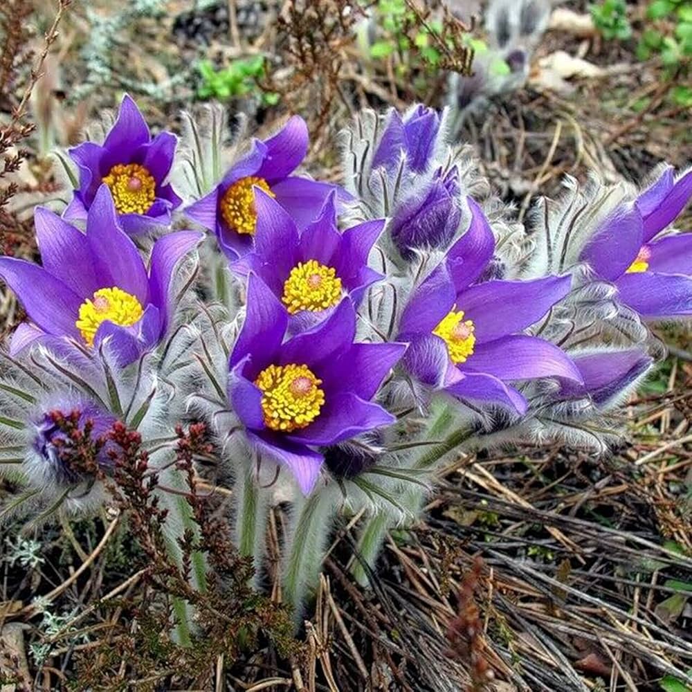 Violet Pulsatilla Flower Seeds for Planting | Heirloom, Non-GMO, High Germination Organic Garden Seeds for Early Spring Blooms