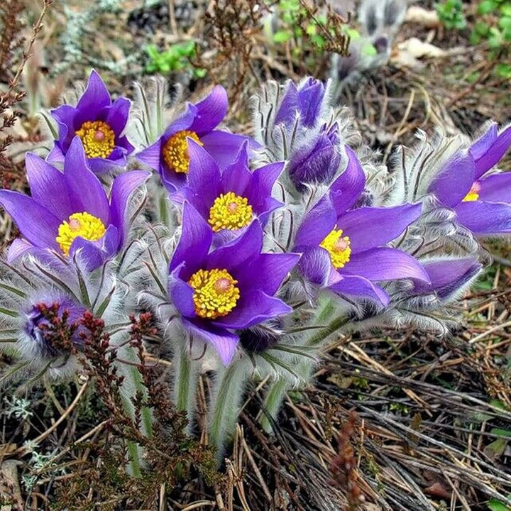 Violet Pulsatilla Flower Seeds for Planting | Heirloom, Non-GMO, High Germination Organic Garden Seeds for Early Spring Blooms
