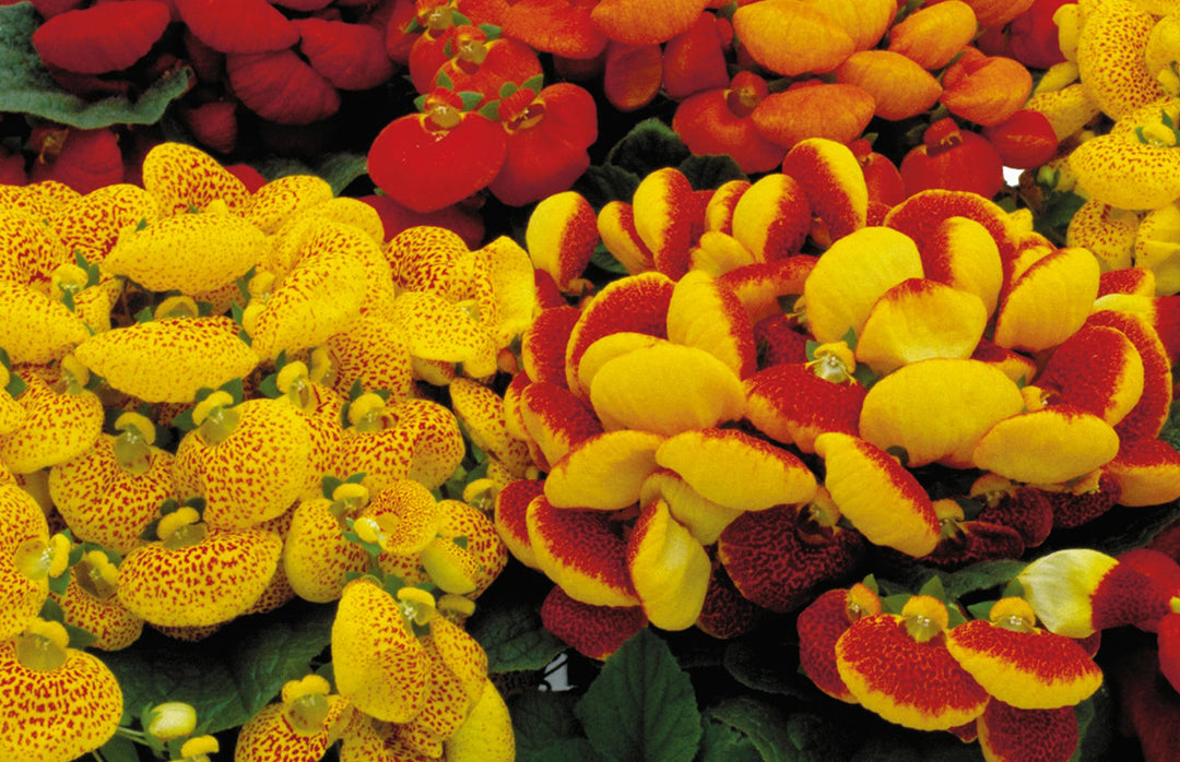Calceolaria Zapatilla Flower Seeds for Planting – Heirloom Non-GMO, High Germination Organic Garden Seeds