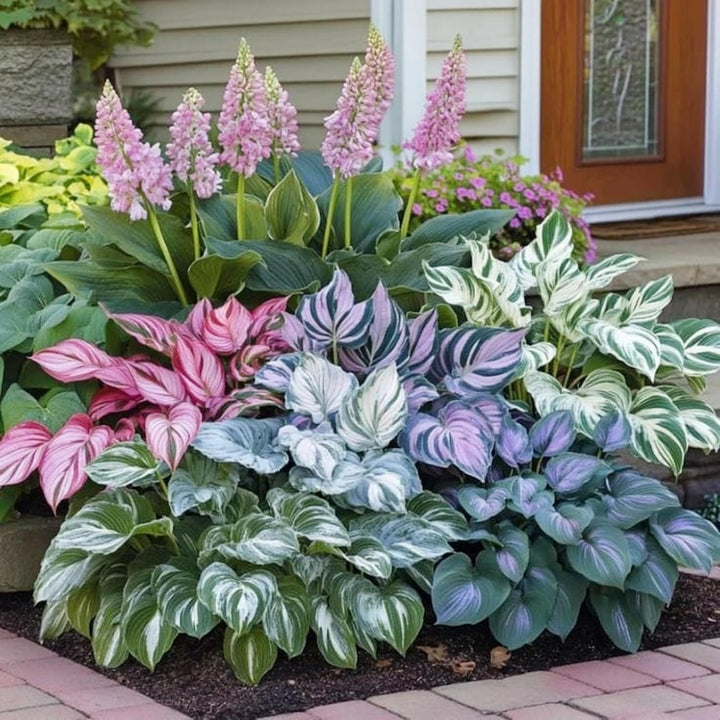 Hosta Jardin Flower Seeds for Planting – Heirloom, Non-GMO, Fragrant Blossoms, Organic Garden Seeds