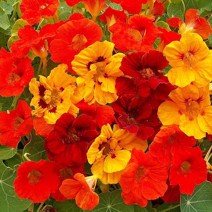 Red Nasturtium Flower Seeds 100 pcs – Heirloom, Non-GMO, High Germination, Organic Garden Seeds for Planting