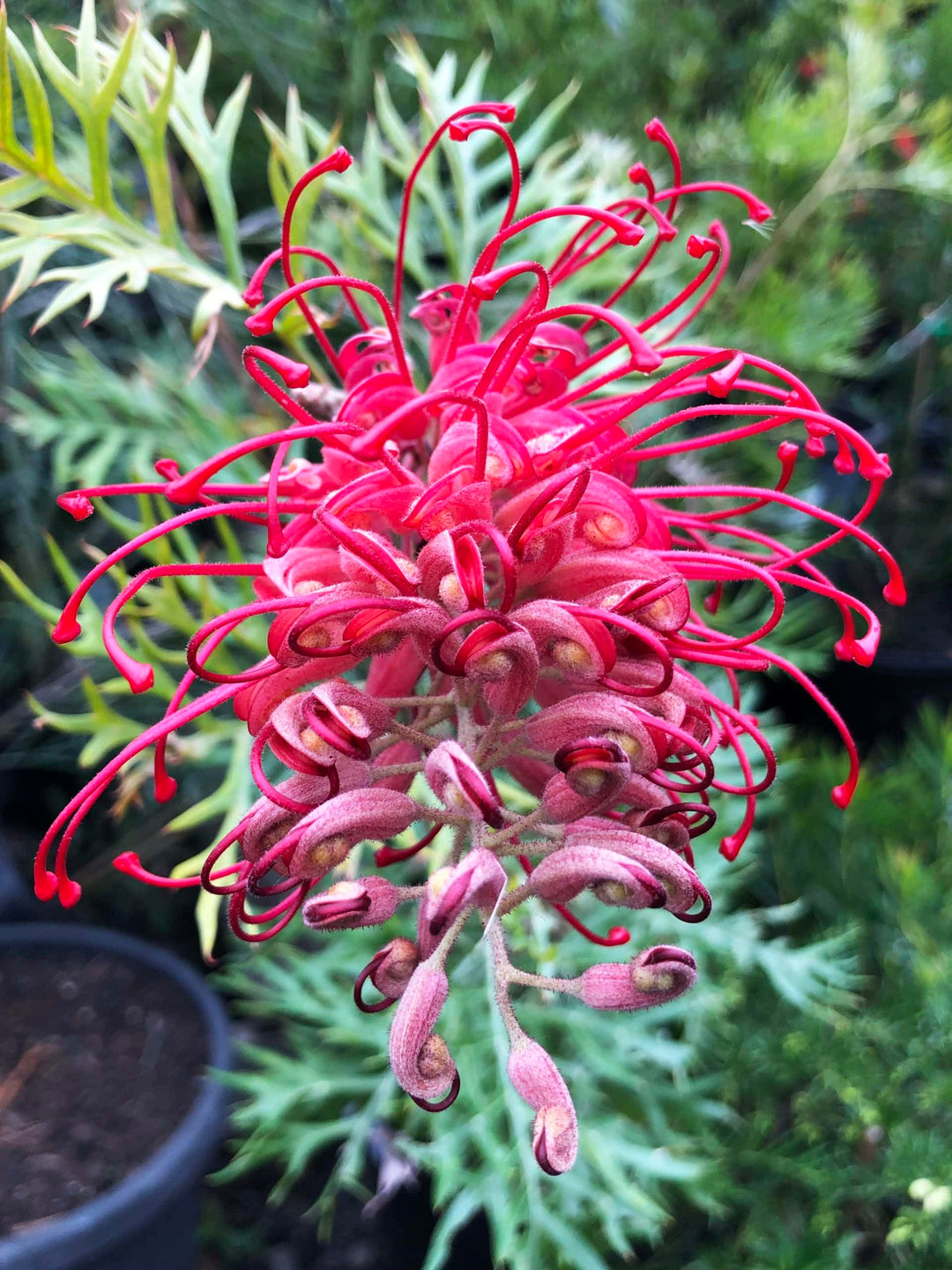 Thick Pink Grevillea Robusta Seeds for Planting – Heirloom, Non-GMO, High Germination Organic Garden Seeds