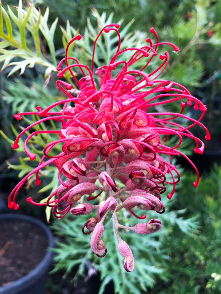 Thick Pink Grevillea Robusta Seeds for Planting – Heirloom, Non-GMO, High Germination Organic Garden Seeds