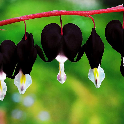 Flower Seeds, Seeds,Seeds For Planting,Plant Seeds