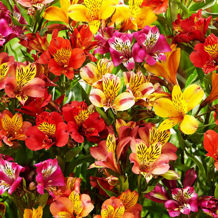 Flower Seeds, Seeds,Seeds For Planting,Plant Seeds