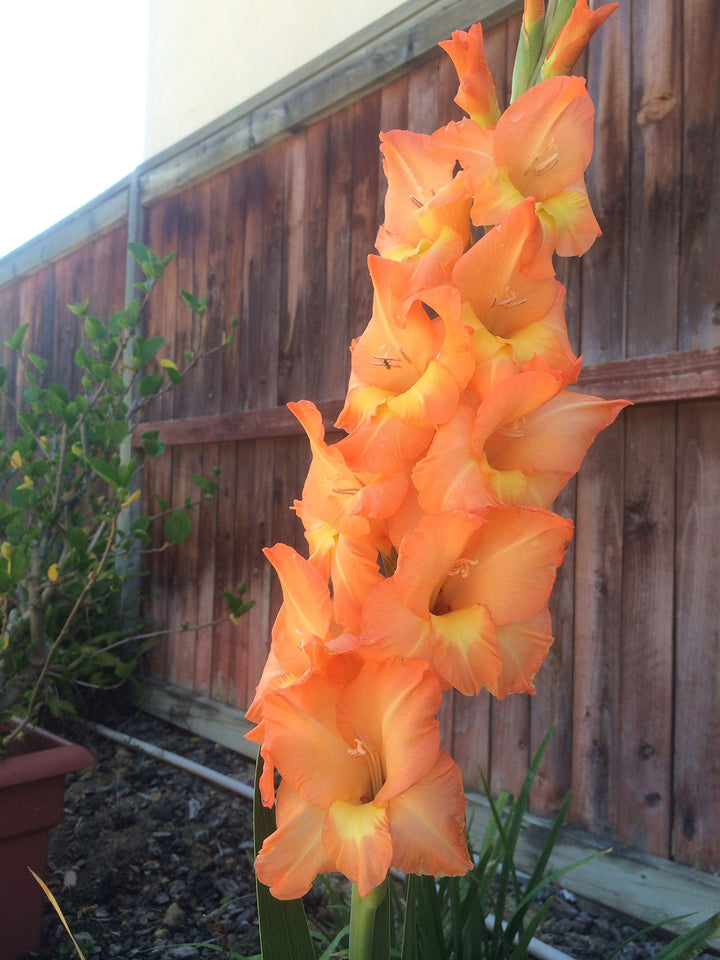 Orange Light Green Gladiolus Flower Seeds for Planting – Heirloom, Non-GMO, High Germination Seeds