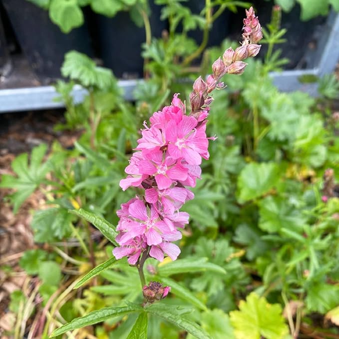 Flower Seeds, Seeds,Seeds For Planting,Plant Seeds