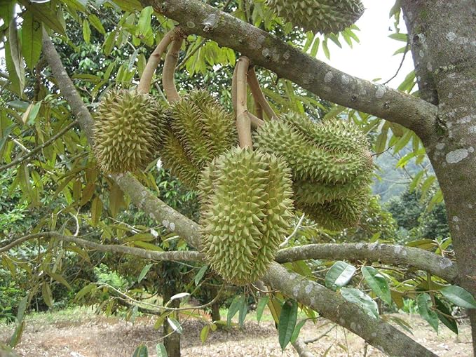 Durian Monthong Seeds – Premium Tropical Fruit Seeds for Garden Planting