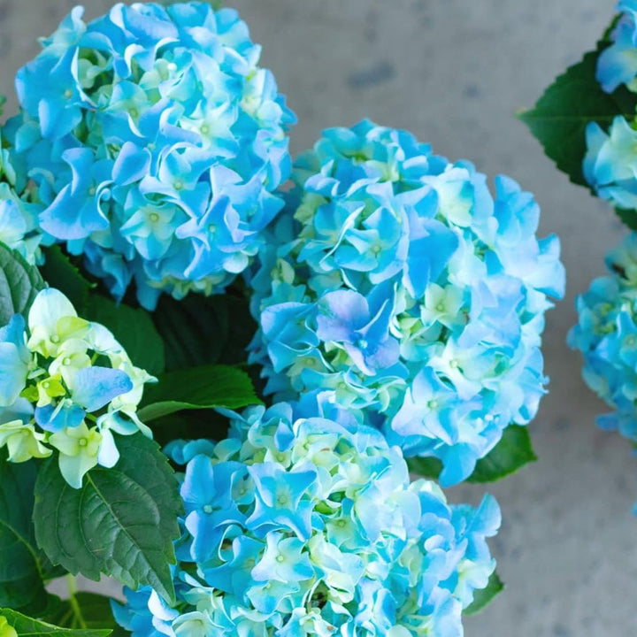 Flower Seeds, Seeds,Seeds For Planting,Plant Seeds