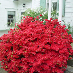 Flower Seeds, Seeds,Seeds For Planting,Plant Seeds