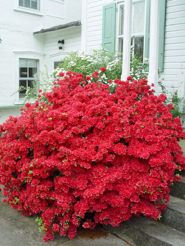 Flower Seeds, Seeds,Seeds For Planting,Plant Seeds