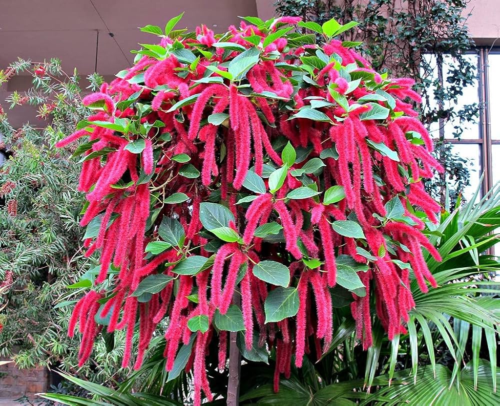 Acalypha Flower Seeds for Planting – Heirloom, Non-GMO, High Germination Organic Garden Seeds