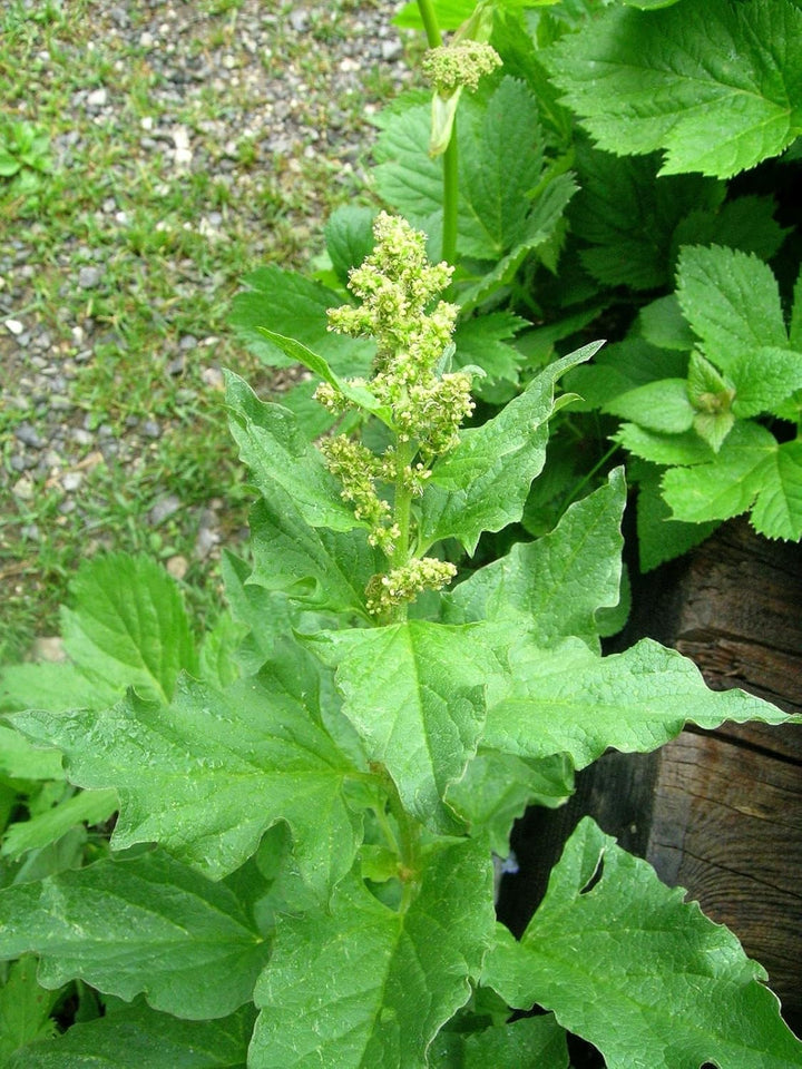 Flower Seeds, Seeds,Seeds For Planting,Plant Seeds