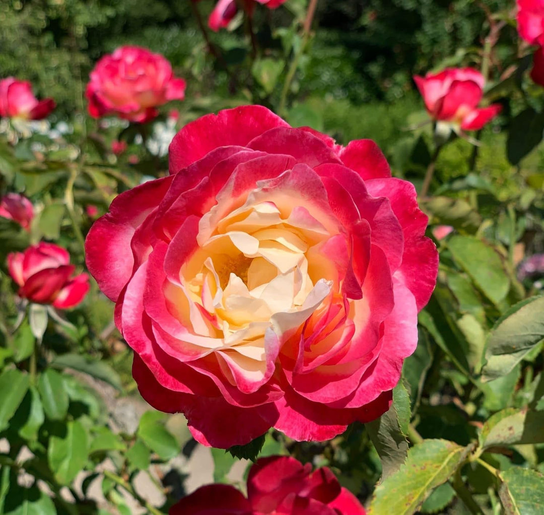 Flower Seeds, Seeds,Seeds For Planting,Plant Seeds