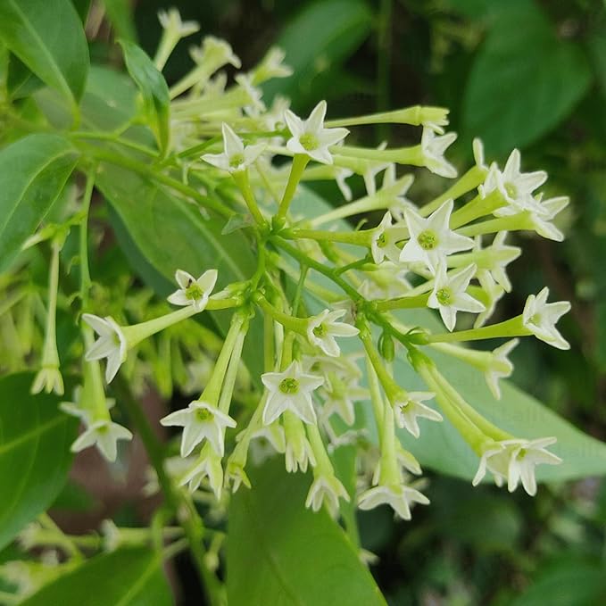 Flower Seeds, Seeds,Seeds For Planting,Plant Seeds