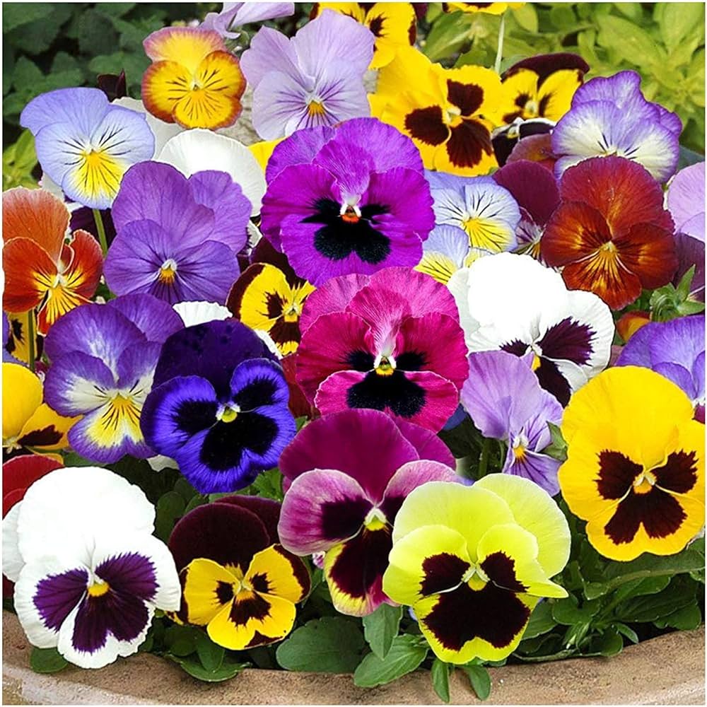 Mixed Pansy Flower Seeds for Planting – Cottage Garden Essential, Heirloom, Non-GMO, High Germination Organic Garden Seeds