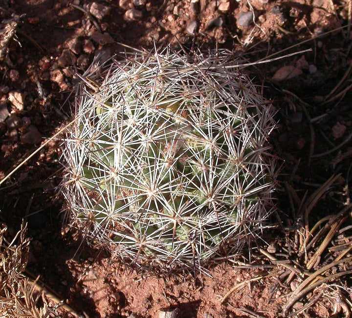 Escobaria Vivipara Flower Seeds for Planting – Heirloom, Non-GMO, High Germination Organic Garden Seeds