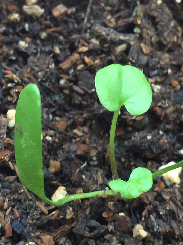 Flower Seeds, Seeds,Seeds For Planting,Plant Seeds