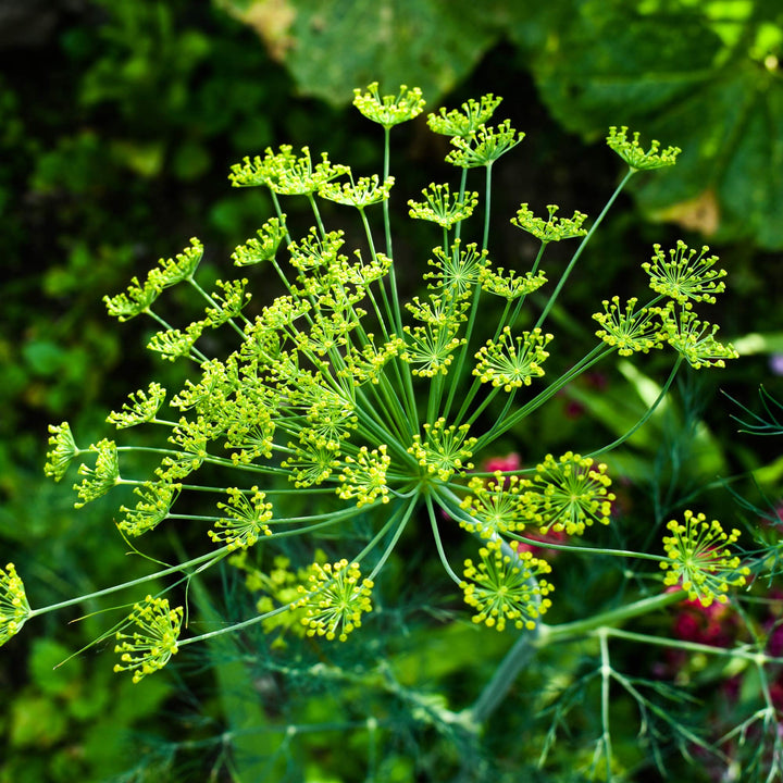 Flower Seeds, Seeds,Seeds For Planting,Plant Seeds