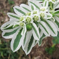 White Green Euphorbia Marginata Flower Seeds for Planting – Heirloom, Non-GMO, High Germination Organic Garden Seeds