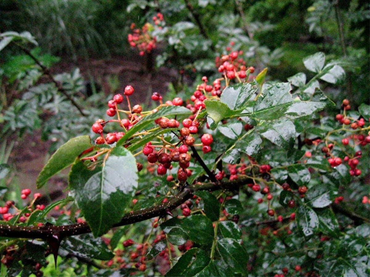 Red Zanthoxylum Vegetable Seeds for Planting – Heirloom & Non-GMO Garden Seeds, Spicy Peppercorn Substitute