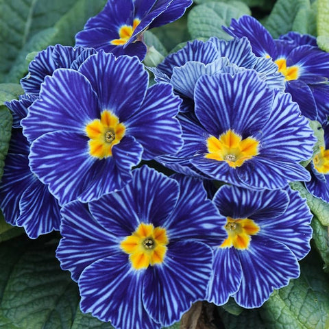 Flower Seeds, Seeds,Seeds For Planting,Plant Seeds